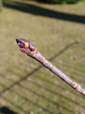Acer platanoides 'Drummondii' - javor mléč - pupen